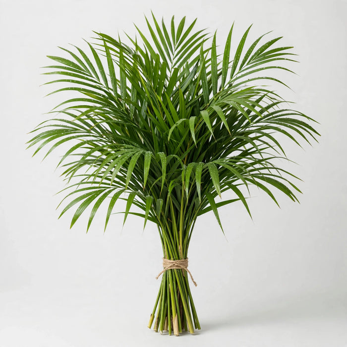 Cat Palm 60CM - 30 Bunches/Box (20 Stems/Bunch)