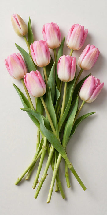 Tulip Collective - Dynasty 37cm 35gr (50 STEMS / BX)