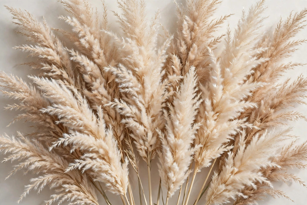 Next Day Delivery - Pampas Grass Dried 10BU/BX