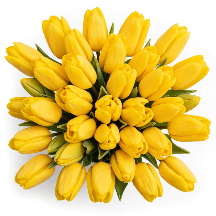 Tulip Collective - Novi Sun Ex - Yellow - 150 Stems
