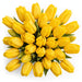 Tulip Collective - Novi Sun Ex - Yellow - 150 Stems