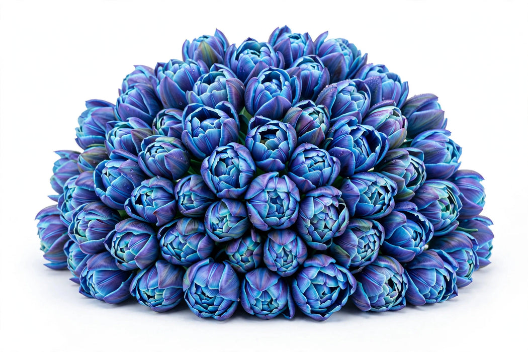 Tulip Collective - Dyed Double Bubble 37Cm 35Gr - Blue - 150 Stems