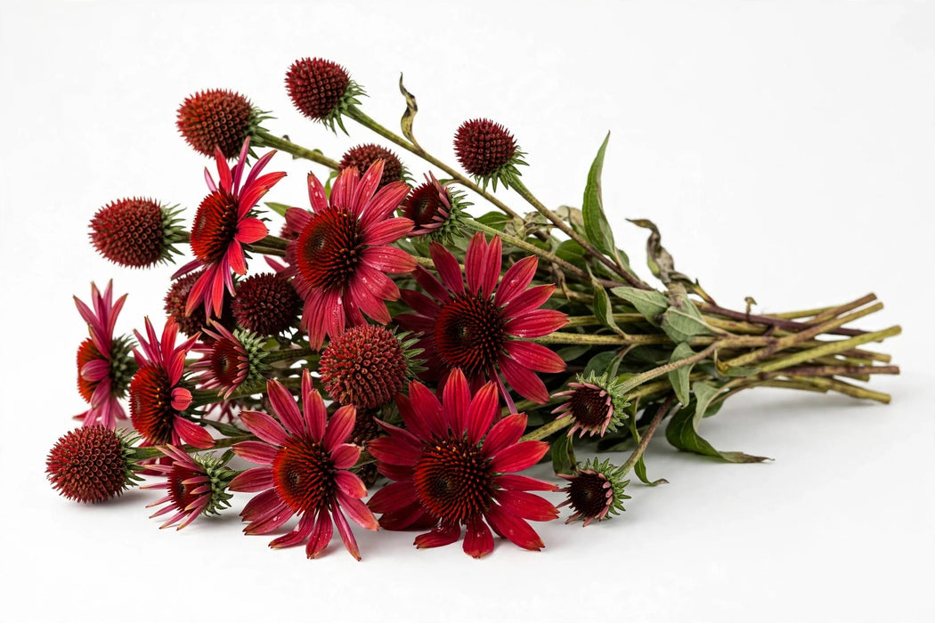 Next Day Delivery - ECHINACEA POD 40cm 10st - Red - 100 Stems [LIMITED]