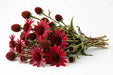 Next Day Delivery - ECHINACEA POD 40cm 10st - Red - 100 Stems [LIMITED]