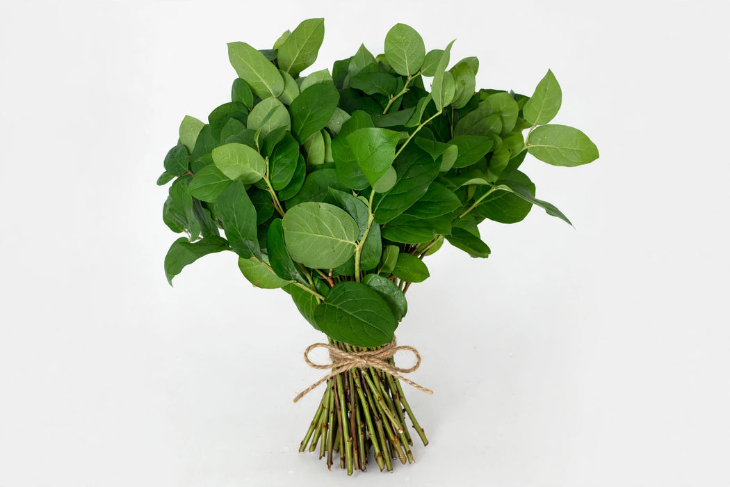 Salal Mini Tips - 25 Bunches/Box