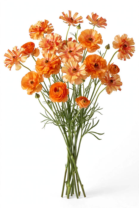 Next Day Delivery - Butterfly Ranunculus Orange Charis 50-60 cm - 120 Stems [LIMITED]