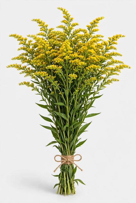 Solidago 70cm - 15 Bunches/Box
