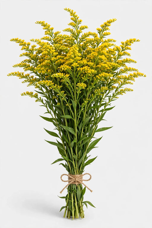 Solidago 70cm - 15 Bunches/Box