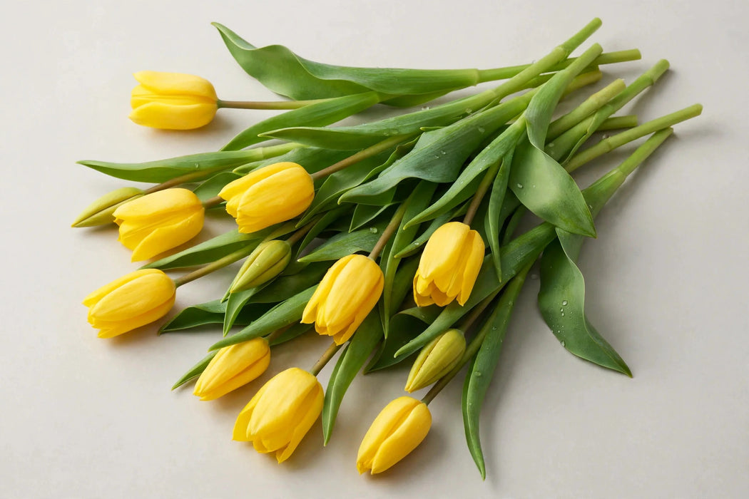 Tulip Collective - Yellow Flight 37cm 30gr (50 STEMS / BX)