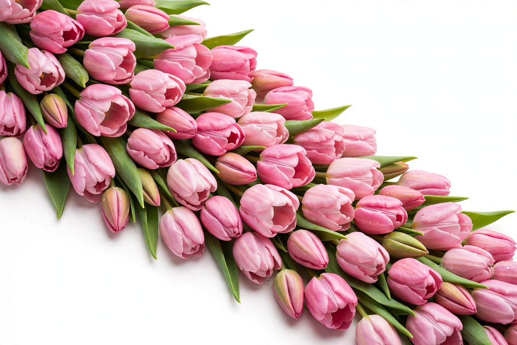 Tulip Collective - Assorted Pink In Paper 35Cm 30Gr - Assorted - 150 Stems