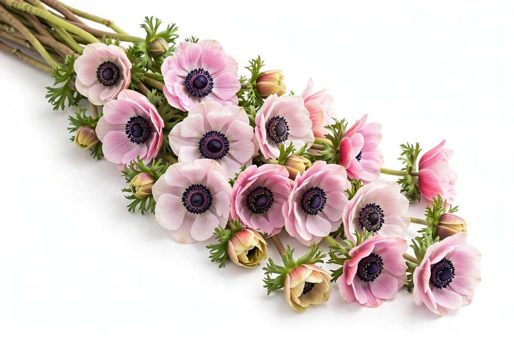 Next Day Delivery - ANEMONE PINKIE 35cm 10st - Pink - 120 Stems [LIMITED]