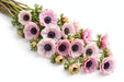 Next Day Delivery - ANEMONE PINKIE 35cm 10st - Pink - 120 Stems [LIMITED]