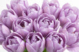 Tulip Collective - Dyed Pastel Violet 37Cm 35Gr - Lavender - 150 Stems