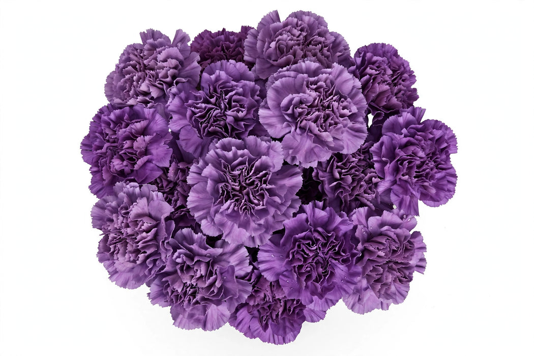 Next Day Delivery - CARNATION MOONSHADE SELECT 70cm 20st - Purple - 200 Stems [LIMITED]