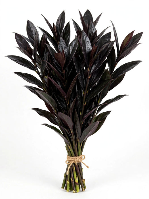 Ti Leaves Black 60CM 10BU/BX