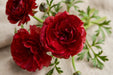 Ranunculus Flower Collection - Butterfly Ranunculus Hades Red 40-50CM (120 STEMS / BX)