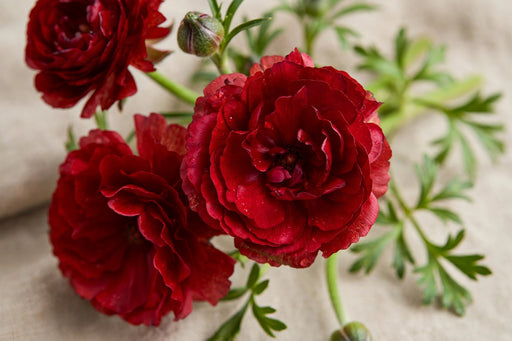 Ranunculus Flower Collection - Butterfly Ranunculus Hades Red 40-50CM (120 STEMS / BX)