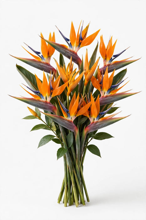 Next Day Delivery - BIRDS OF PARADISE 80cm 10st - Orange - 50 Stems [LIMITED]