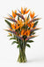 Next Day Delivery - BIRDS OF PARADISE 80cm 10st - Orange - 50 Stems [LIMITED]