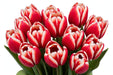 Tulip Collective - Timeless 38Cm 40Gram - Red/White - 150 Stems