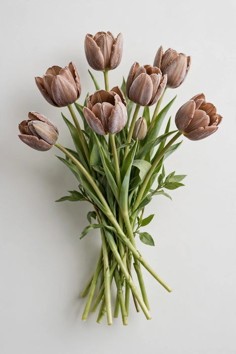 Tulip Collective - Dyed Frost Brown 37cm 35gr (50 STEMS / BX)