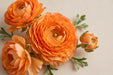 Ranunculus Flower Collection - Ranunculus Orange 40-50CM (120 STEMS / BX)