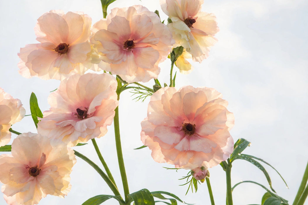 Ranunculus Flower Collection - Butterfly Ranunculus Ariadne Blush Pink 40-50CM (120 STEMS / BX)