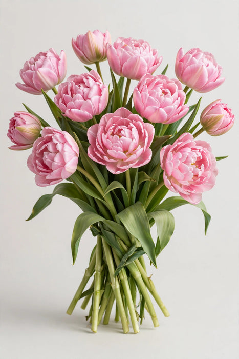 Tulip Collective - Double Beth Hart 37cm 35gr (50 STEMS / BX)