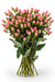 Next Day Delivery - HYPERICUM COCO CASINO 70cm 10st X60 - Pink - 60 Stems [LIMITED]