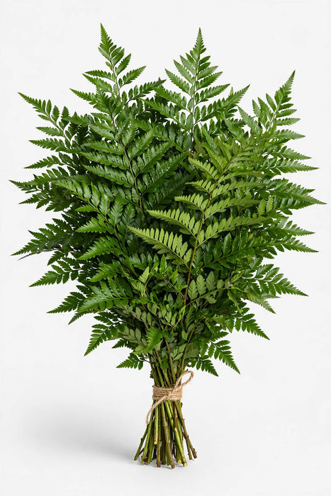 Imported Leatherleaf Select - 10 Bunches/Box