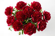 Next Day Delivery - Peonies Red Diana Parks 50-60 cm - 50 Stems [LIMITED]
