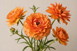 Ranunculus Flower Collection - Butterfly Ranunculus Phosphorus Orange 50-60CM (120 STEMS / BX)