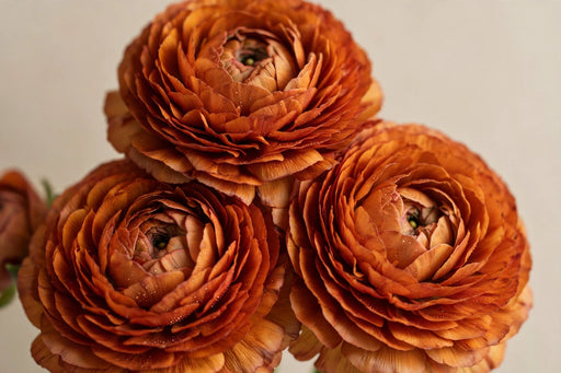 Ranunculus Flower Collection - Ranunculus Dark Orange 50-60CM (120 STEMS / BX)