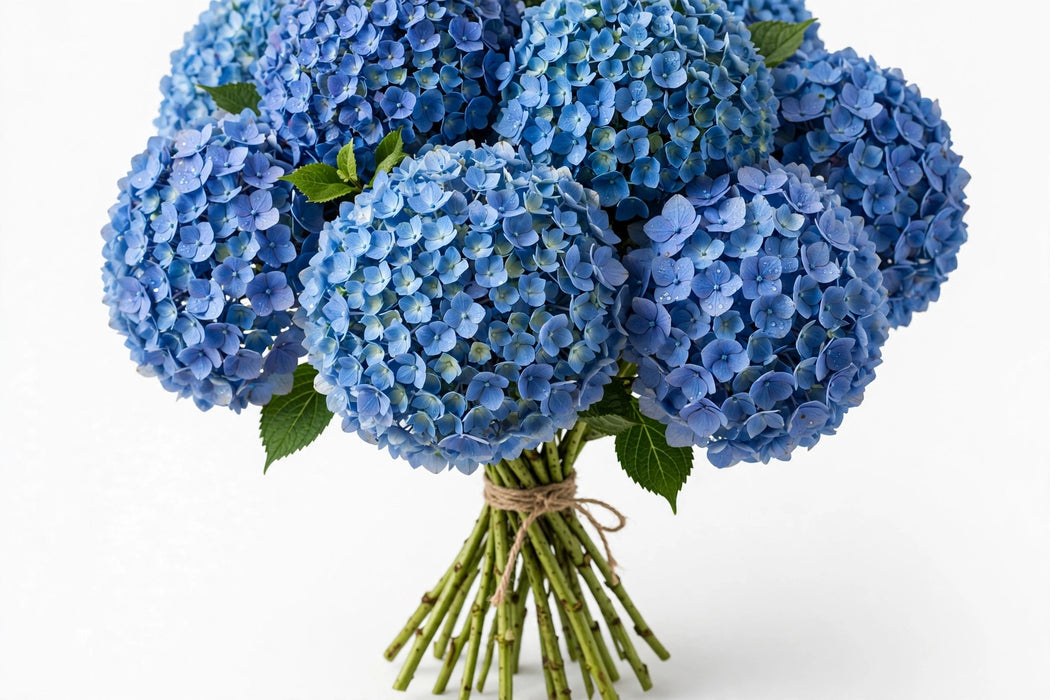Next Day Delivery - HYDRANGEA BLUE PREMIUM 60cm 20cm - Blue - 30 Stems [LIMITED]