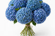Next Day Delivery - HYDRANGEA BLUE PREMIUM 60cm 20cm - Blue - 30 Stems [LIMITED]