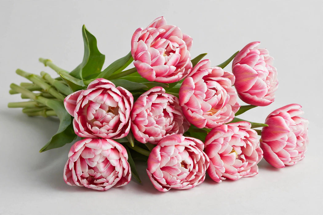 Tulip Collective - Double Columbus 37cm 35gr (50 STEMS / BX)