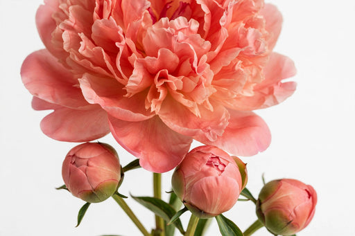 Next Day Delivery - PAEONIA CORAL SUNSET 55cm 5st - Salmon - 100 Stems [LIMITED]