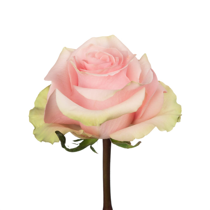 Smart Buy $2.25/Stem Farm Direct ABSOLUTE PINK (100 STEMS) - U.S. Delivery Coast to Coast.