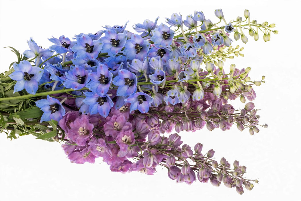 Next Day Delivery - DELPHINIUM EL DEWI ASSORTED 90cm 5st - Assorted - 60 Stems [LIMITED]