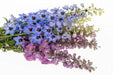 Next Day Delivery - DELPHINIUM EL DEWI ASSORTED 90cm 5st - Assorted - 60 Stems [LIMITED]