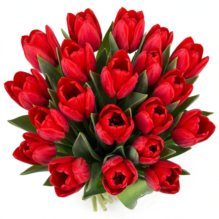 Tulip Collective - Red Mark 35Cm 25Gr - Red - 150 Stems