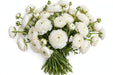The Ranunculus Collection - Ranunculus White 30-40CM (100 STEMS / BX)