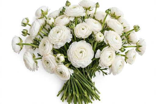 The Ranunculus Collection - Ranunculus White 30-40CM (100 STEMS / BX)
