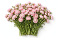 The Ranunculus Collection - Ranunculus Light Pink 30-40CM (100 STEMS / BX)