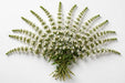 Next Day Delivery - LYSIMACHIA WHITE 80cm 10st x60 - White - 60 Stems [LIMITED]