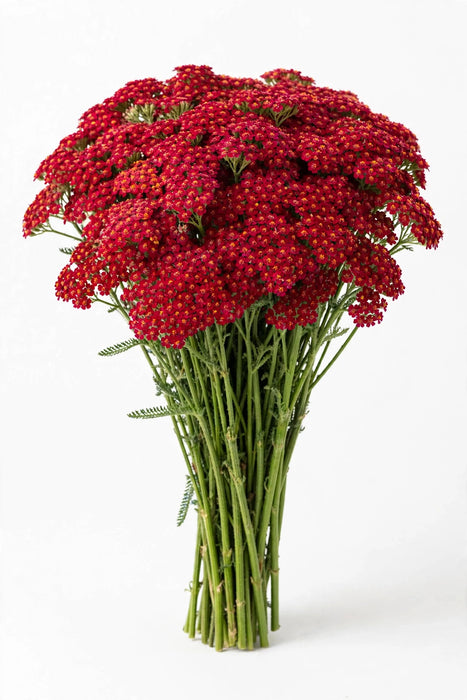 Next Day Delivery - ACHILLEA RED 60cm 10st - Red - 150 Stems [LIMITED]