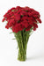 Next Day Delivery - ACHILLEA RED 60cm 10st - Red - 150 Stems [LIMITED]
