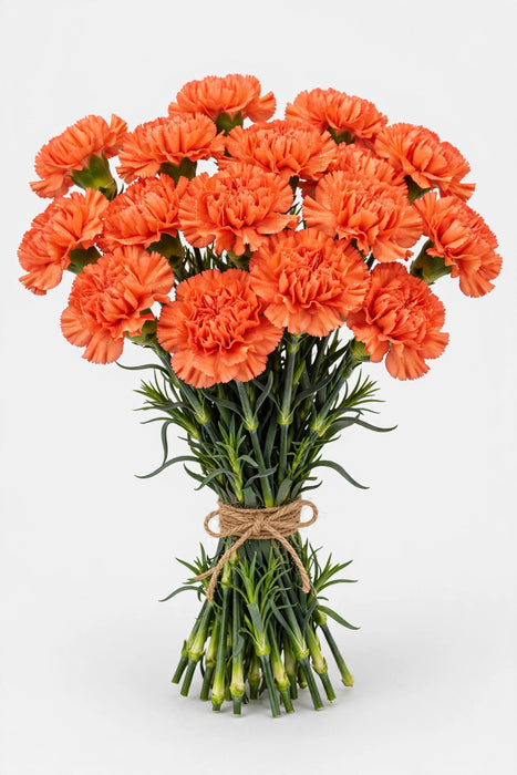 Carnations Orange Fancy 250ST/BX