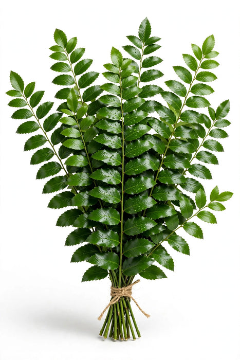 Holly Fern - 15 Bunches/Box