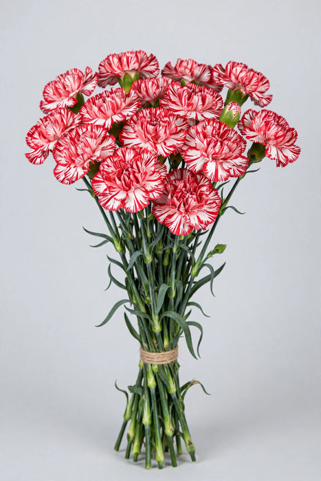 Carnations - Moonstrike (100 Stems)